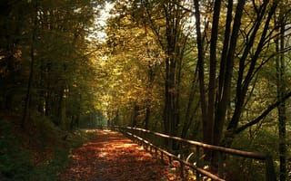 Картинка осень, деревья, Autumn, листва, leaves, colors, trees, дорожка