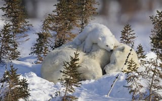 Картинка малыш, спит, детеныш, белые, медведи, мама, медвеженок, на снегу, медведица