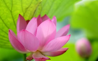 Картинка природа, лепестки, лотос