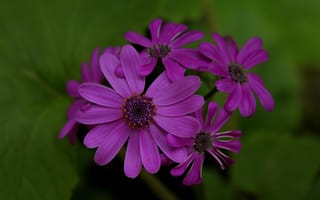 Картинка Цветы, фиолетовые, purple, flowers