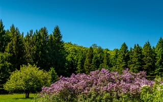 Картинка зелень, лето, деревья, трава, небо, парк, голубой, солнце