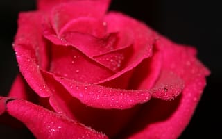 Картинка Макро, лепестки, роза, цветок, вода, роса, капли, macro, черный фон, красная