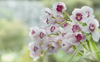 Картинка орхидеи, белые, розовые, размытость