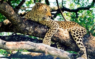 Картинка леопард, дерево, взгляд, хищник, отдых