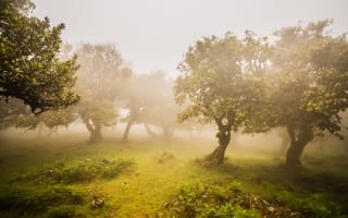 Картинка зелень, деревья, оливки, туман, Сад
