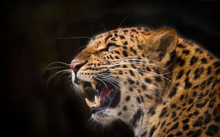 Картинка леопард, дикая кошка, хищник, пасть, морда, клыки, оскал, взгляд вверх, ярость, злость