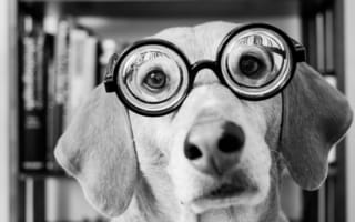 Картинка собака, очки, морда, черно-белое, взгляд