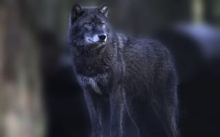 Картинка волк, стоит, смотрит, серый