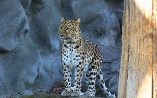 Картинка леопард, пятнистая кошка, хищник, amur leopard, взгляд