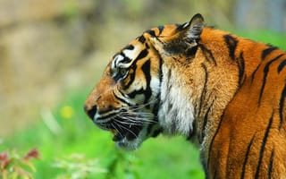 Картинка тигр, хищник, морда, профиль