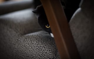 Картинка кот, глаз, черно-белый