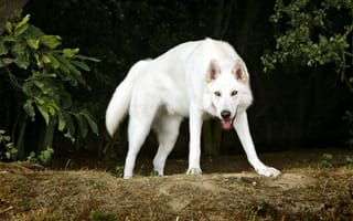 Картинка северный инуит, белый, друг, пес, собака, деревья