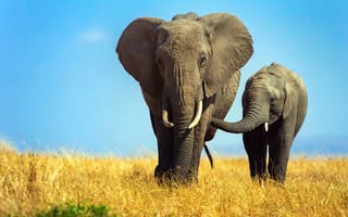Обои слоны, слониха, слон, слоненок, африка