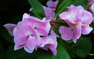 Картинка pink, Hortensia, flowers, Гортензия, розовая