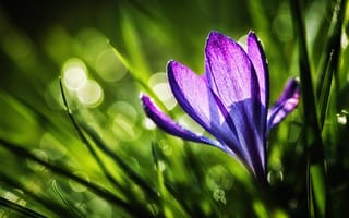 Картинка крокус, природа, трава, фиолетовый, солнце, цветок, весна, свет