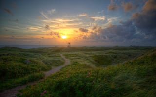 Картинка море, небо, цветы, солнце, трава, облака, побережье, рассвет