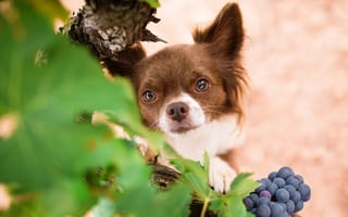 Картинка собака, взгляд, чихуахуа, мордочка, виноград