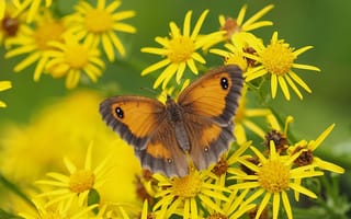 Картинка цветы, Якобея, бабочка, макро, Крупноглазка жёлто-бурая
