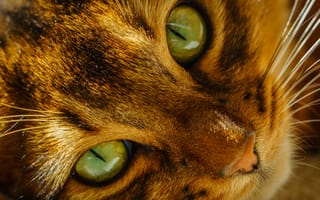 Обои кот, усы, морда, нос, кошка, зеленые, глаза