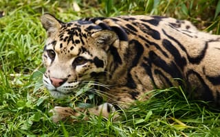 Картинка дымчатый леопард, взгляд, отдых, морда, трава