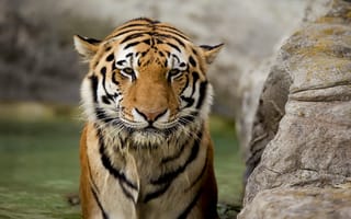 Картинка тигр, хищник, морда, мокрый, взгляд