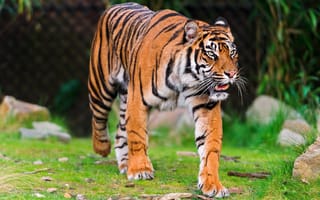 Картинка тигр, прогулка, полосатая кошка, хищник, осмотр