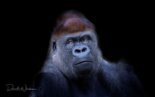 Картинка природа, Western Lowland Gorilla, обезьяна