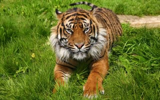 Картинка тигр, лапы, трава, отдых, морда, хищник