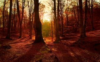 Картинка осень, лес, forest, fall, leaves, colors, Autumn, листва