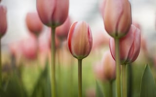 Обои цветы, розовые, поле, фокус, весна, тюльпаны