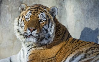 Картинка ©Tambako The Jaguar, портрет, морда, тигр, взгляд, кошка, амурский тигр