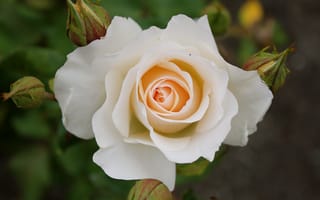 Картинка роза, белая, Rose, white