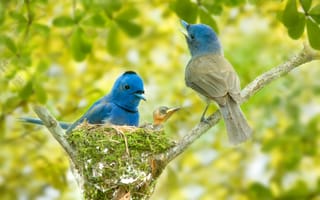 Картинка птицы, Синий монарх, гнездо, птенец, Black-naped monarch, ветки, боке