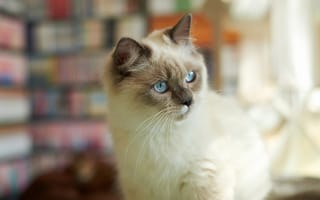 Картинка кошка, внимание, взгляд, пушистая, кот, сиамская