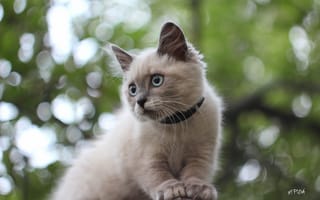Картинка Кошка, сиамская, котёнок, боке, голубоглазая, на дереве