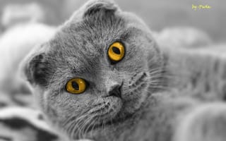 Картинка кот, шотландский вислоухий, Scottish Fold, взгляд