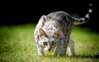 Обои кошка, кот, голубые глаза, боке, трава, взгляд