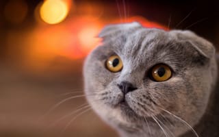 Картинка кошка, скоттиш-фолд, кот, мордочка, взгляд, Шотландская вислоухая кошка