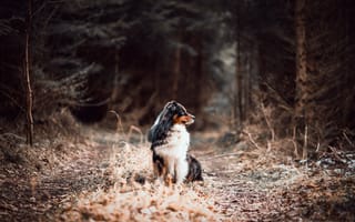 Картинка dog, canine, road, forest, australian shepherd