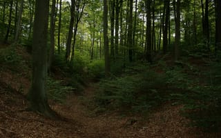 Картинка осень, лес, деревья, trees, Autumn, forest, leaves, листва