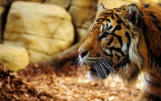Картинка тигр, взгляд, хищник, морда, профиль