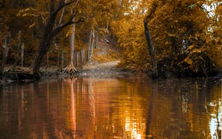 Картинка осень, лес, тропа, nature, autumn, озеро, листва, Природа