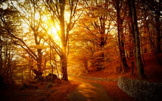 Картинка лес, листва, дорожка, path, autumn, Осень, fall, leaves