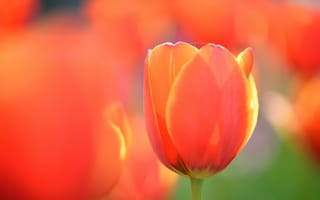 Картинка тюльпан, оранжевый, цветок, макро