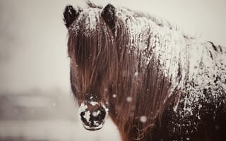 Обои лошадь, снег, конь, грива