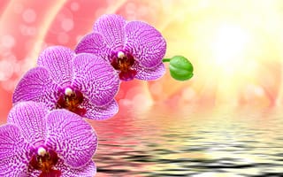 Картинка цветы, фиолетовые, крупным планом, блики, капли, рябь, боке, лучи, орхидеи, вода, солнце