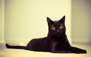 Картинка кошка, черный, 2560x1600, котэ, глаза, лежит, смотрит, кот