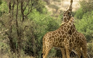 Обои любовь, жирафы, Кения, переплетение, Kenya, Samburu National Reserve, шеи, Национальный заповедник Самбуру, парочка