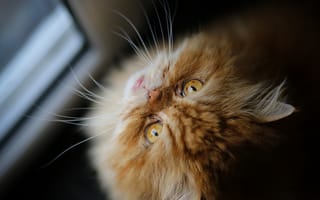 Обои кошка, мордочка, взгляд, усы, рыжая, персидская кошка, кот