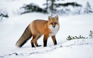 Обои лисица, Лиса, зима, снег